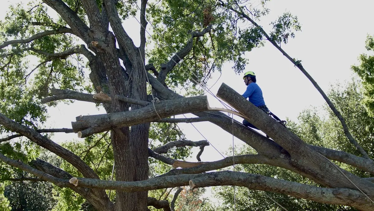 Professional Hazardous Tree Removal performed by certified arborists in South Newfane