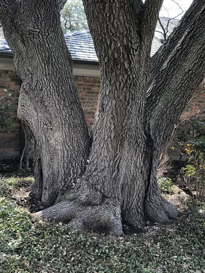 Mature heritage tree close to a South Newfane property cared for by certified arborists